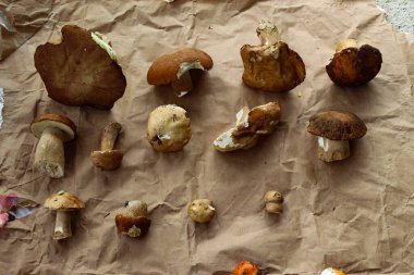 Kahverengi kağıt üzerinde bir grup mantar. Kahverengi kağıtta farklı boyutlarda farklı mantarlar. Kuruş çöreği, Boletus edulis.