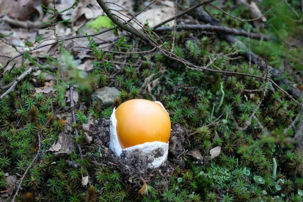 Caesar Gombája Úgy Néz Mint Egy Tojás Amanita Caesar Caesar — Stock Fotó