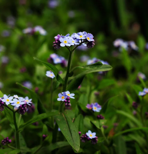 O pequeno azul esquecer-me-não o fundo bokeh — Fotografia de Stock