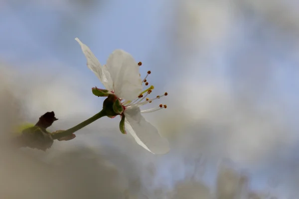 Flor de cerejeira fotografado de perto no fundo bokeh — Fotografia de Stock