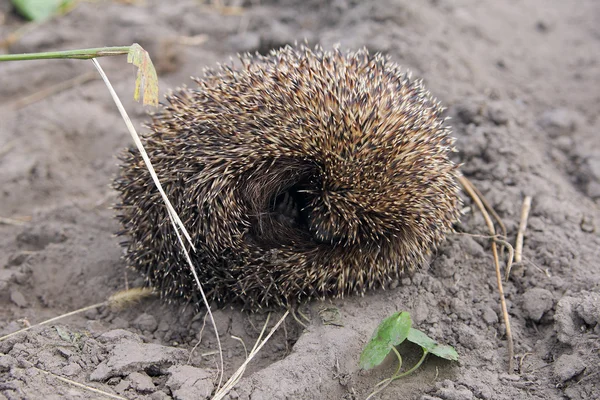 little hedgehog that curled a ball