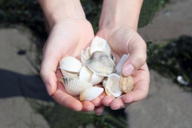 ellerinde birçok deniz kabukları