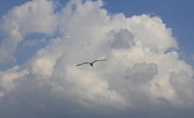 arka plan beyaz bulutlar üzerinde uçan martı