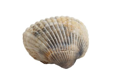 Deniz kabuğu üzerinde beyaz gri