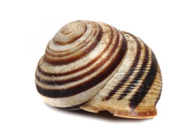 sıradan ev bahçe salyangoz