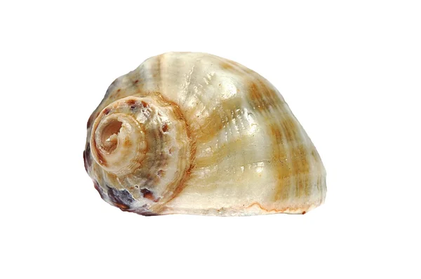Pequeño mar Shell sobre un fondo blanco —  Fotos de Stock