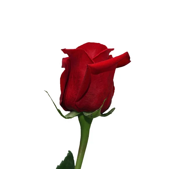 Бутон очаровательные красные розы на белом фоне — стоковое фото
