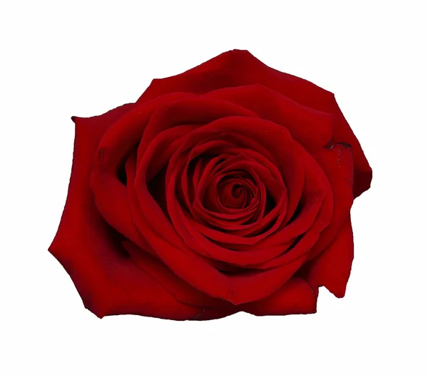 Красная роза, сфотографированная сверху на белом фоне — стоковое фото