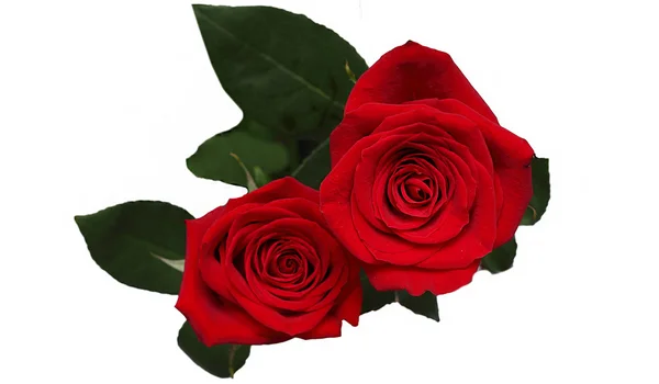 Dos rosas rojas sobre un fondo blanco —  Fotos de Stock