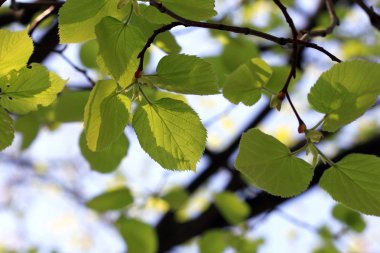 bahar gökyüzü arka plan üzerinde yeşil yaprakları