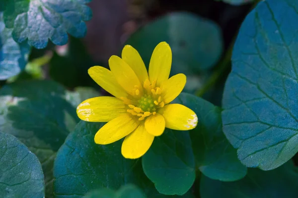 Petite fleur jaune parmi les feuilles vertes — Photo