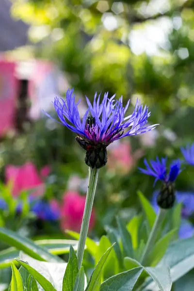 Blauwe korenbloemen in voorjaar bloementuin — Stockfoto