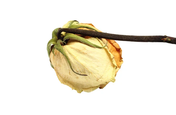 Beige dried roses on a white background — Stock Photo, Image