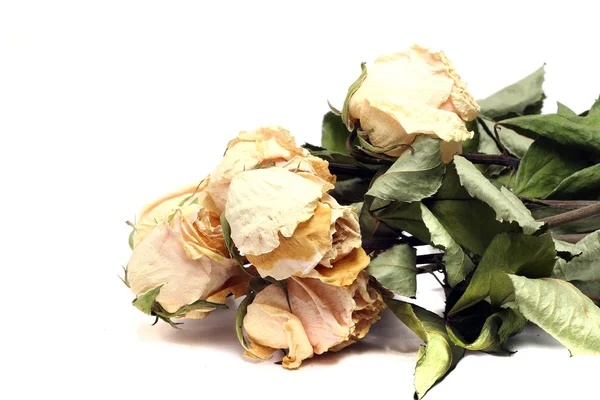 Rosas secas beige sobre un fondo blanco —  Fotos de Stock