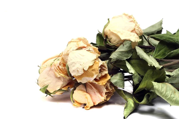 Бежевые сушеные розы на белом фоне — стоковое фото