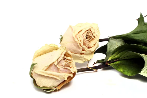 Rosas secas beige sobre un fondo blanco —  Fotos de Stock