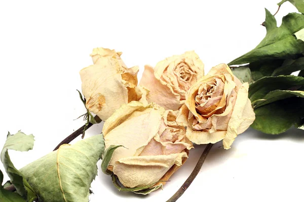Бежевые сушеные розы на белом фоне — стоковое фото