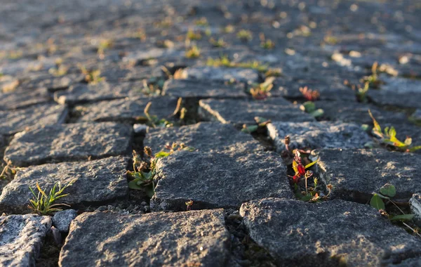 Hierba, se abre camino a través del pavimento de piedra — Foto de Stock