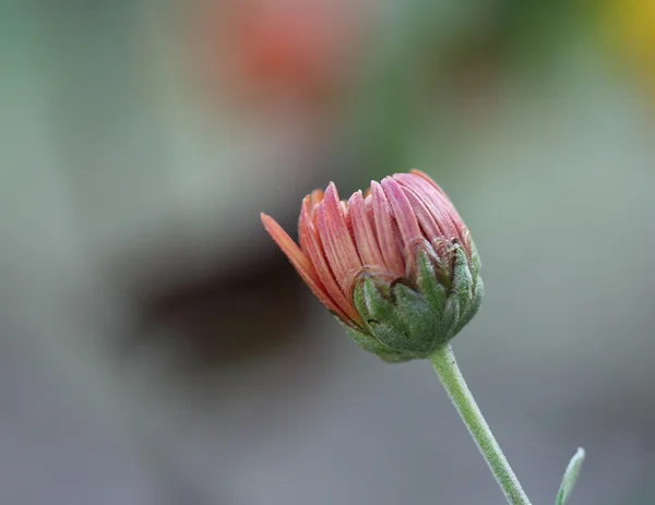 Chrysant die op de achtergrond bokeh bloeit — Stockfoto