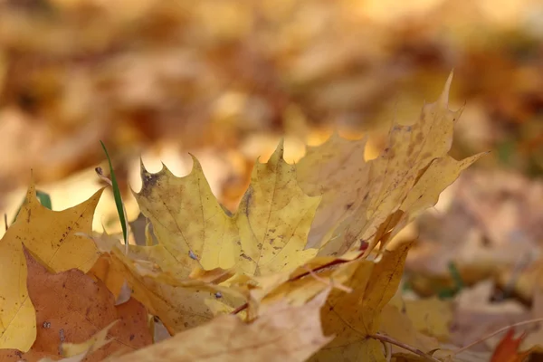 Yellowed leaves on the background blurred leaves — Stock Photo, Image