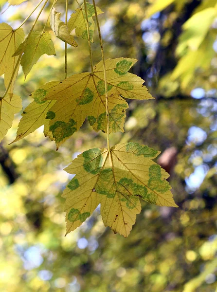 Folha de bordo amarelo na árvore — Fotografia de Stock