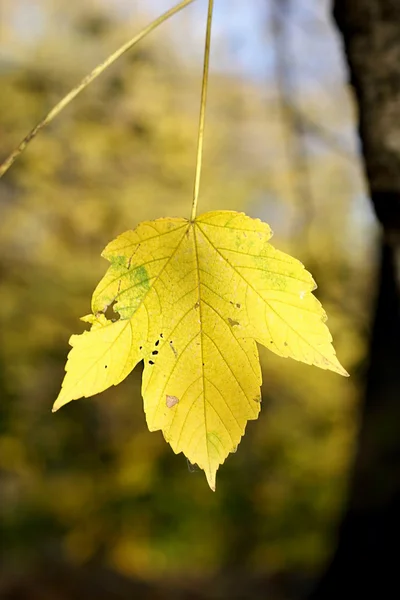 Yellow maple leaf on the tree — Stock Photo, Image