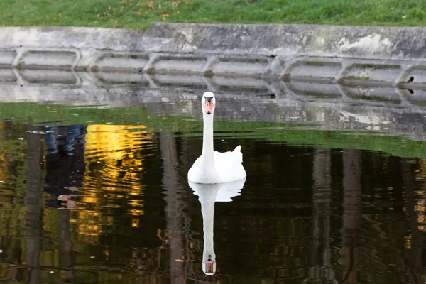 Cisnes adultos sobre un fondo de pared de piedra blanca — Foto de Stock