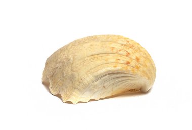 Beyaz arkaplanda deniz kabuğu izole