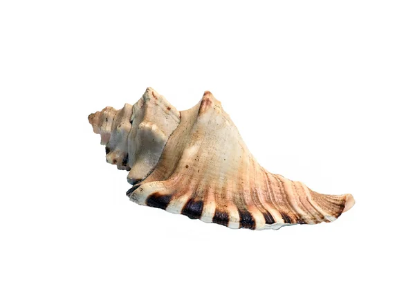 Sea Shell large isolated on a white background — Stock Photo, Image