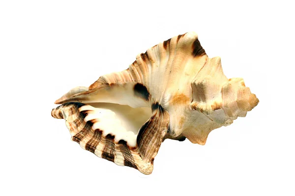 Sea Shell grande isolato su uno sfondo bianco — Foto Stock
