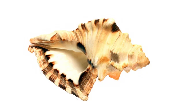 Mořské mušle velké izolované na bílém pozadí — Stock fotografie