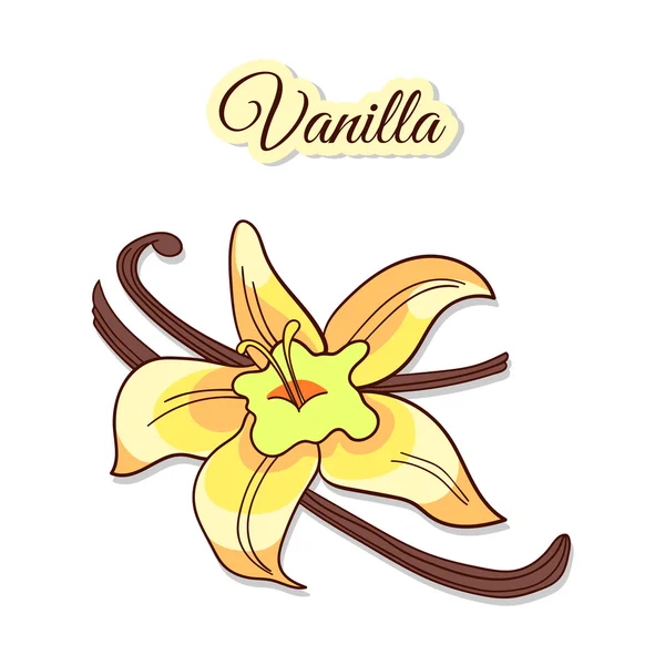 Vanilla Flower And Pods — Stock Vector