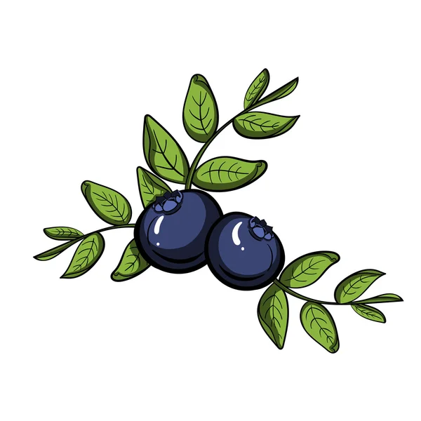 Blueberryvector — стоковый вектор