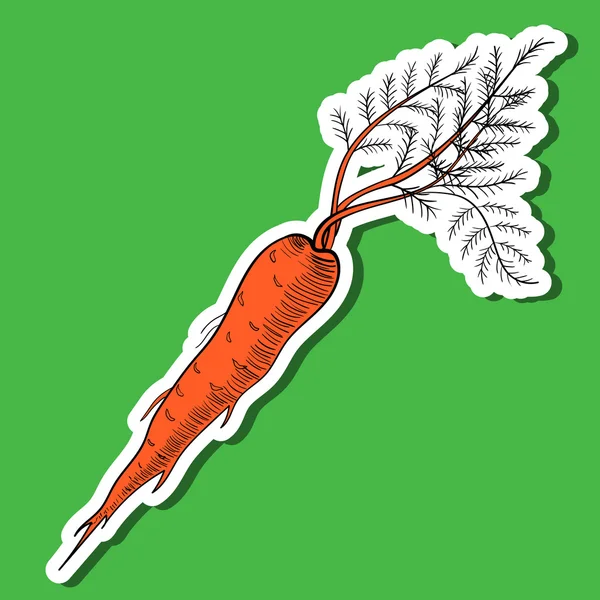 Coloredcarrot — 스톡 벡터
