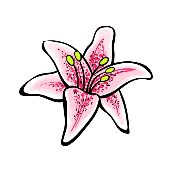 Lilyisolated