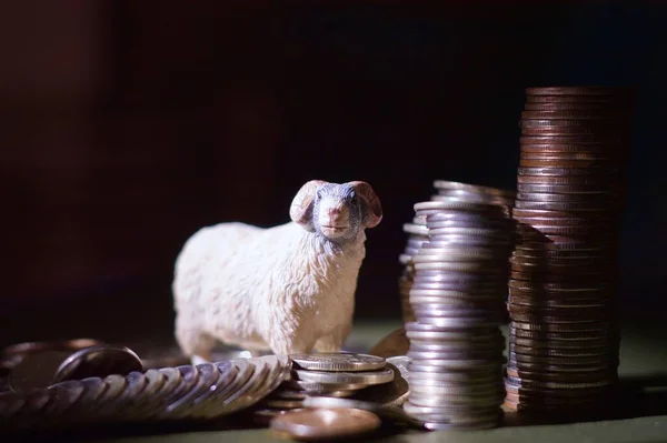 Monedas Dinero Ovejas Copiar Espacio —  Fotos de Stock