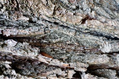 Ağaç kabuğu ve yosun