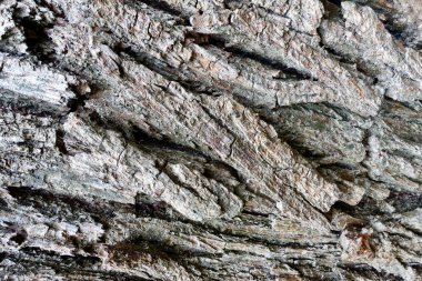 Ağaç kabuğu ve yosun