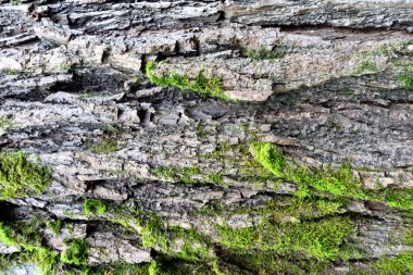 Ağaç kabuğu ve yosun