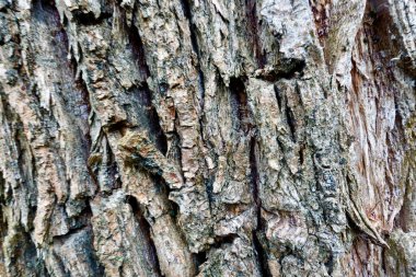 Ağaç kabuğu dokusu. Yakın çekim