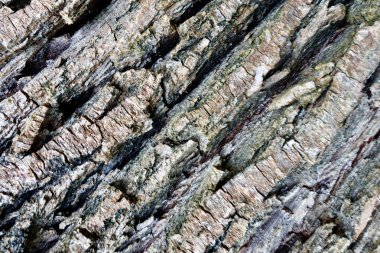 Ağaç kabuğu dokusu. Yakın çekim