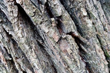 Ağaç kabuğu dokusu. Yakın çekim