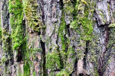 Ağaç kabuğu dokusu. Yakın çekim