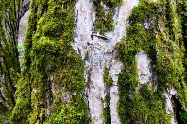 Ağaç kabuğu dokusu. Yakın çekim