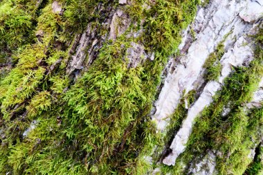 Ağaç kabuğu dokusu. Yakın çekim