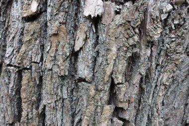 Ağaç kabuğu dokusu. Yakın çekim