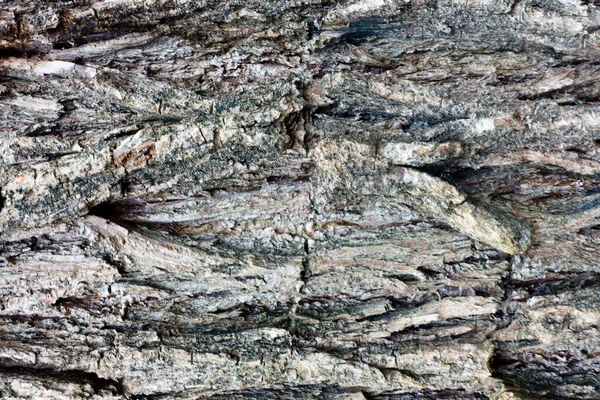 苔の木の樹皮 — ストック写真