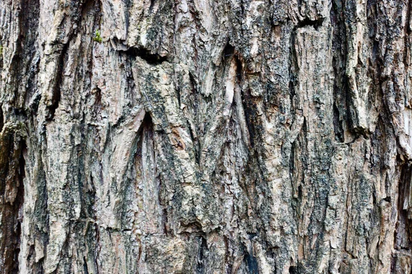 Stromová Kůra Mechem — Stock fotografie