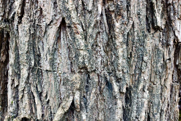 Stromová Kůra Mechem — Stock fotografie