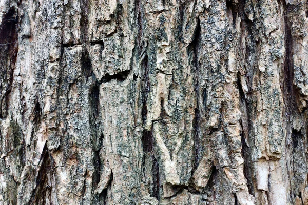 苔の木の樹皮 — ストック写真